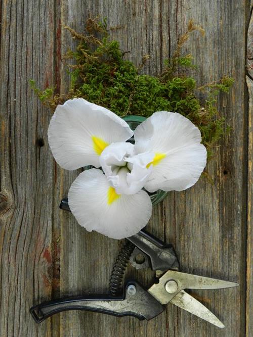 WHITE IRIS